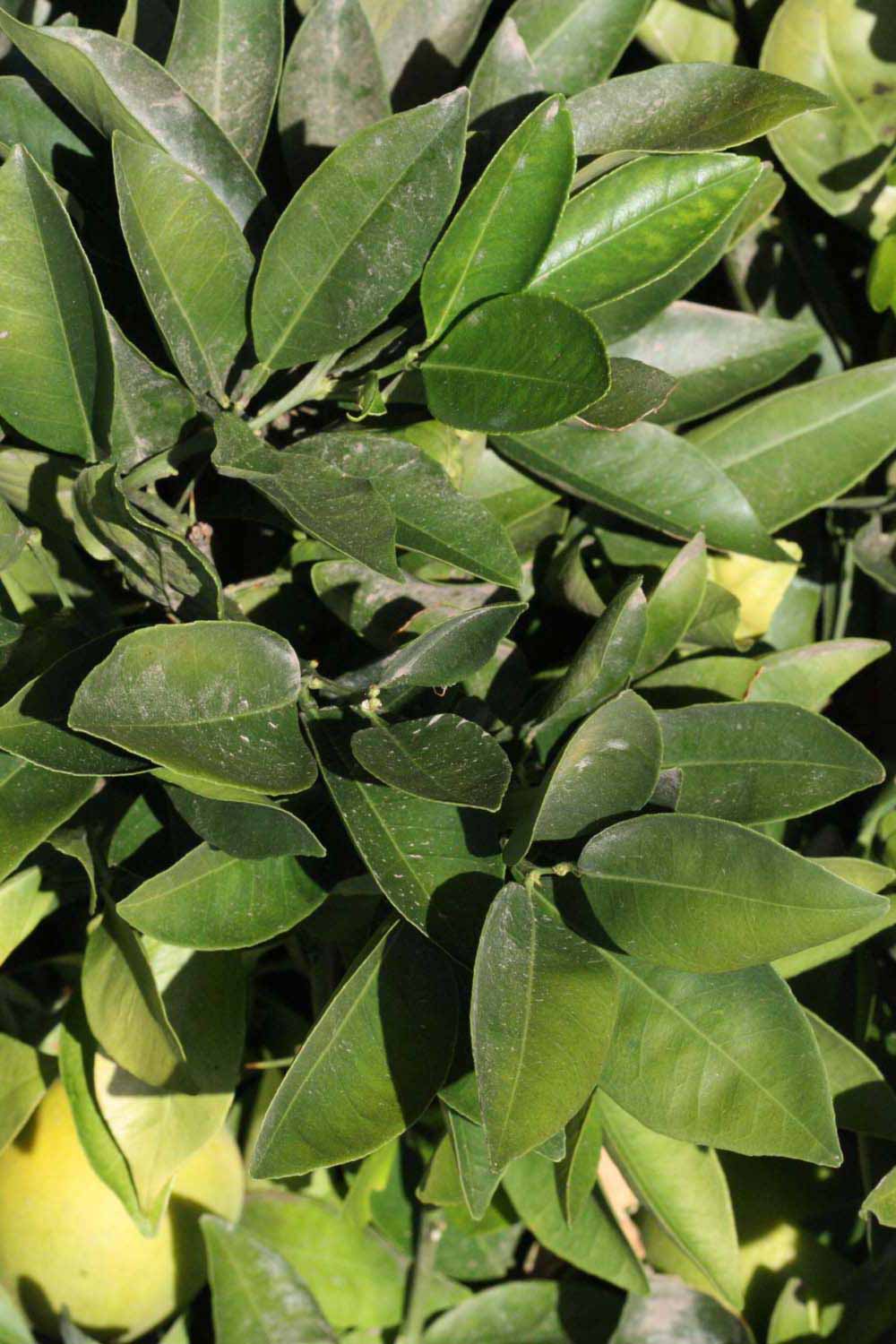              Sun leaves (Riverside, CA)       